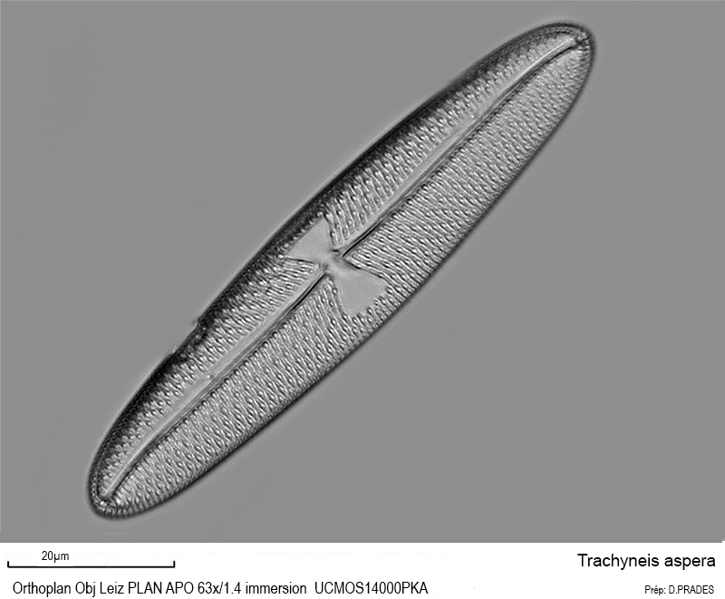 Trachyneis aspera #49199