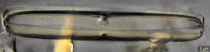 Trachyneis aspera #42320