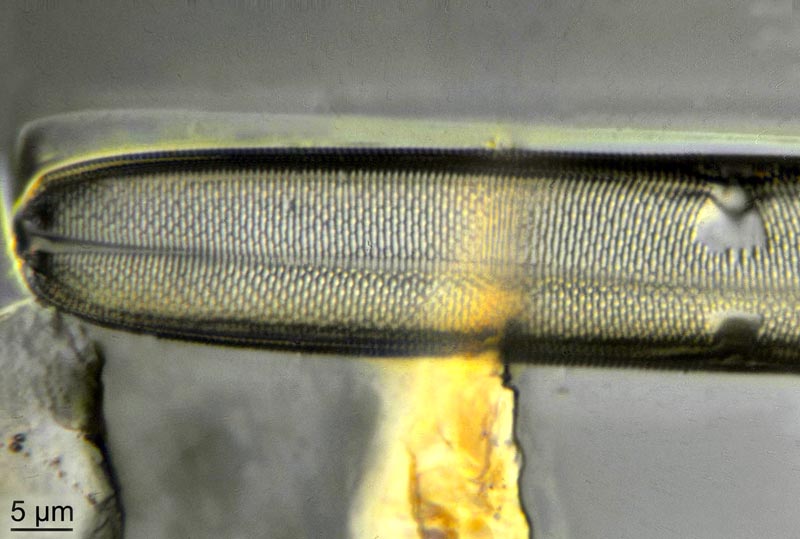 Trachyneis aspera #42319
