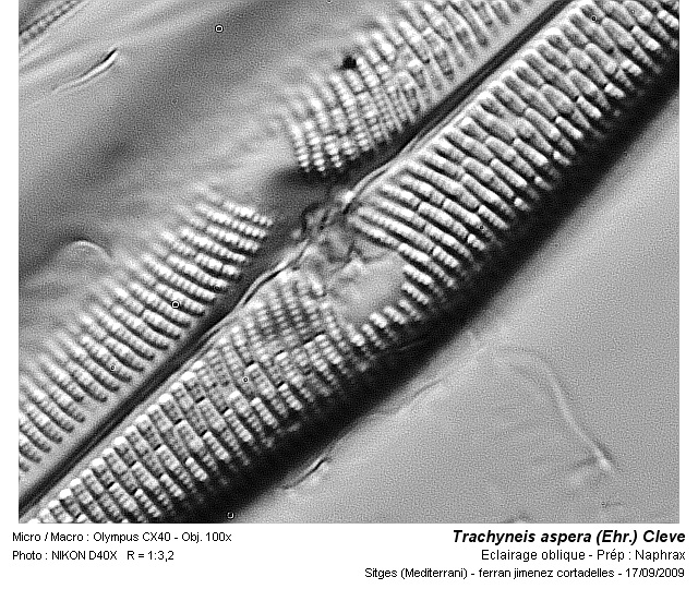 Trachyneis aspera (Ehr.) Cleve #12502