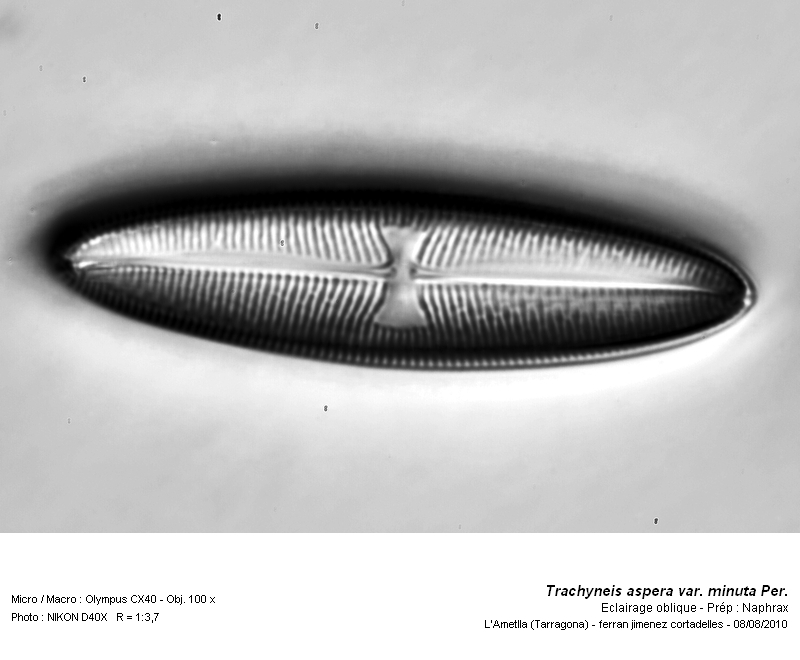 Trachyneis aspera var. minuta #18076