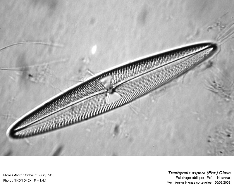 Trachyneis aspera (Ehr.) Cleve #12500