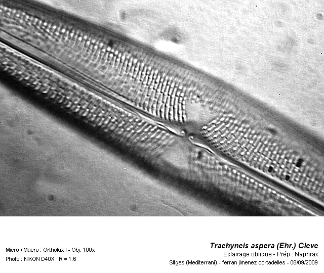 Trachyneis aspera (Ehr.) Cleve #12501