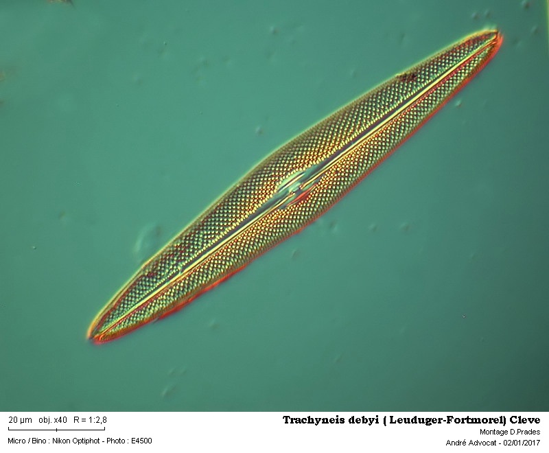 Trachyneis debyi ( Leuduger-Fortmorel) Cleve #48096