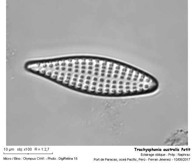 Trachysphenia australis Petit var. australis #51537