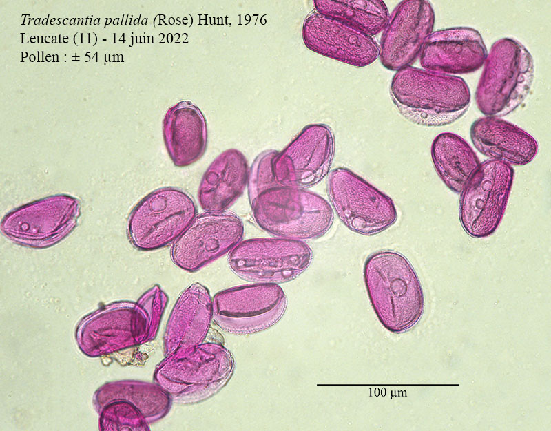 Tradescantia pallida #70992