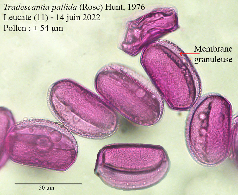 Tradescantia pallida #70993