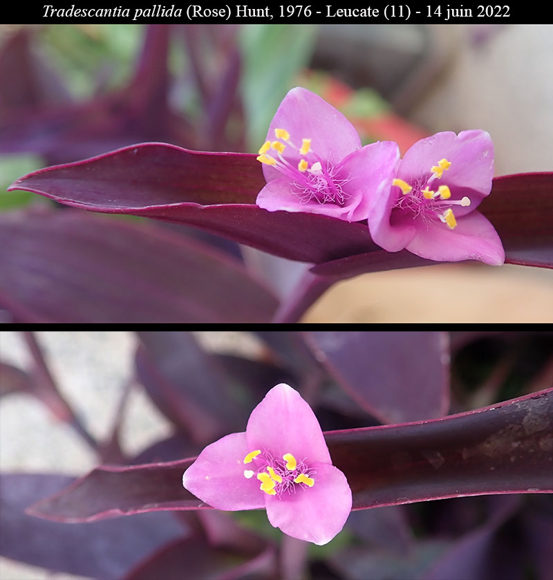Tradescantia pallida #70988