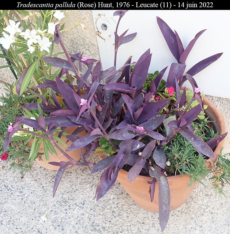 Tradescantia pallida #70987