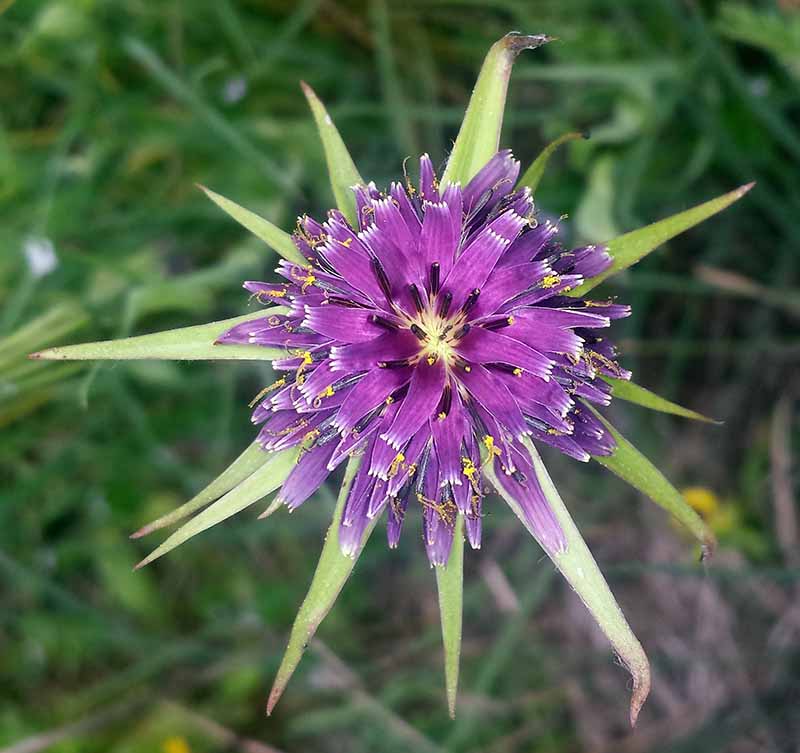 Tragopogon porrifolius : fleurs #44640