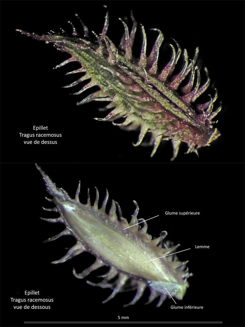 Tragus racemosus (L.) All.  – La Bardanette #71644