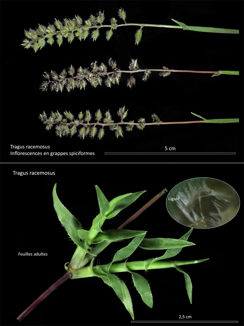 Tragus racemosus (L.) All.  – La Bardanette #71642