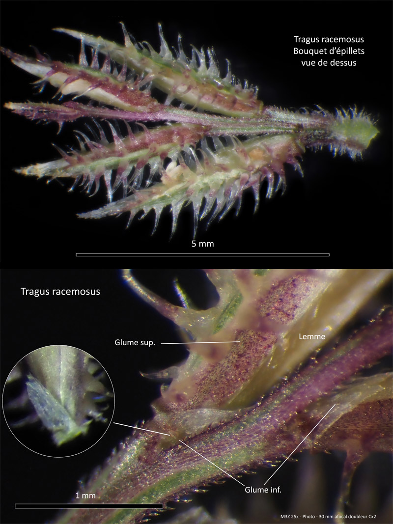 Tragus racemosus (L.) All.  – La Bardanette #71643
