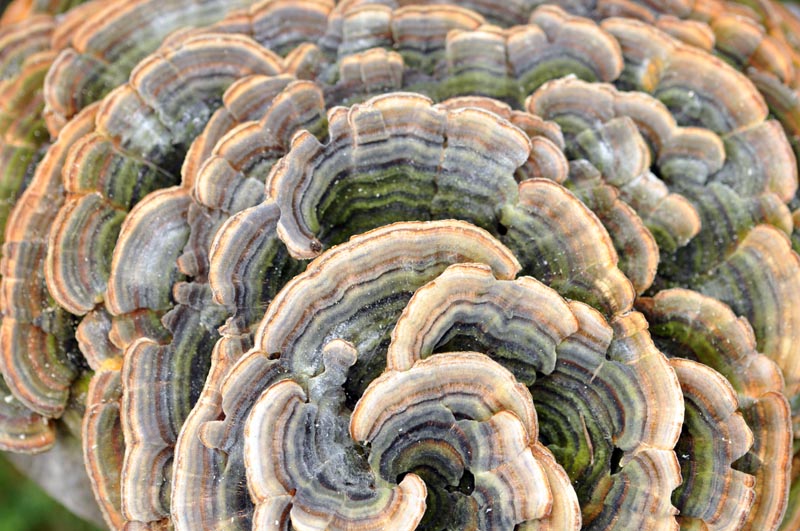 Trametes versicolor (Linnaeus) Llyod (1921) #54623