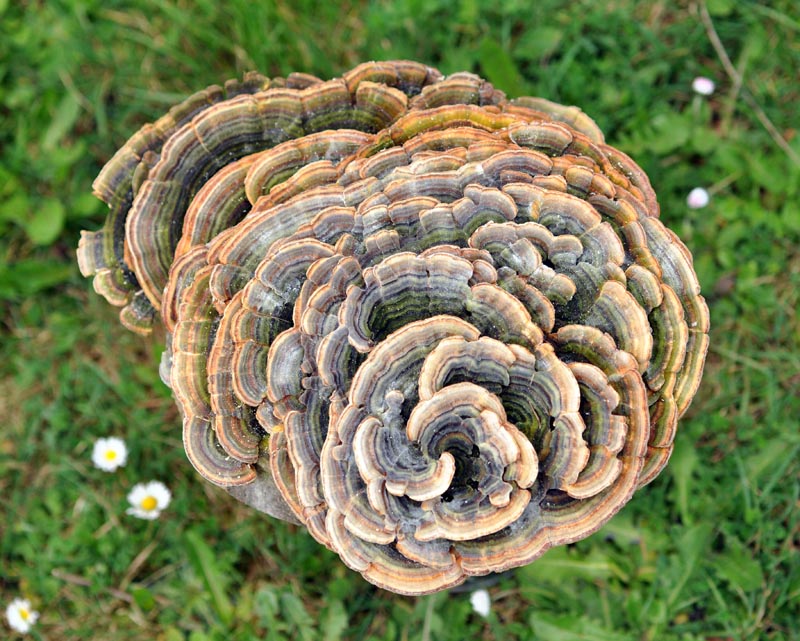Trametes versicolor (Linnaeus) Llyod (1921) #54622