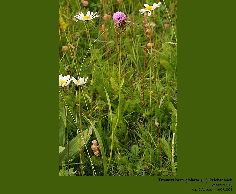 Traunsteinera globosa (L.) Reichenbach  (Orchis globuleux) #4843