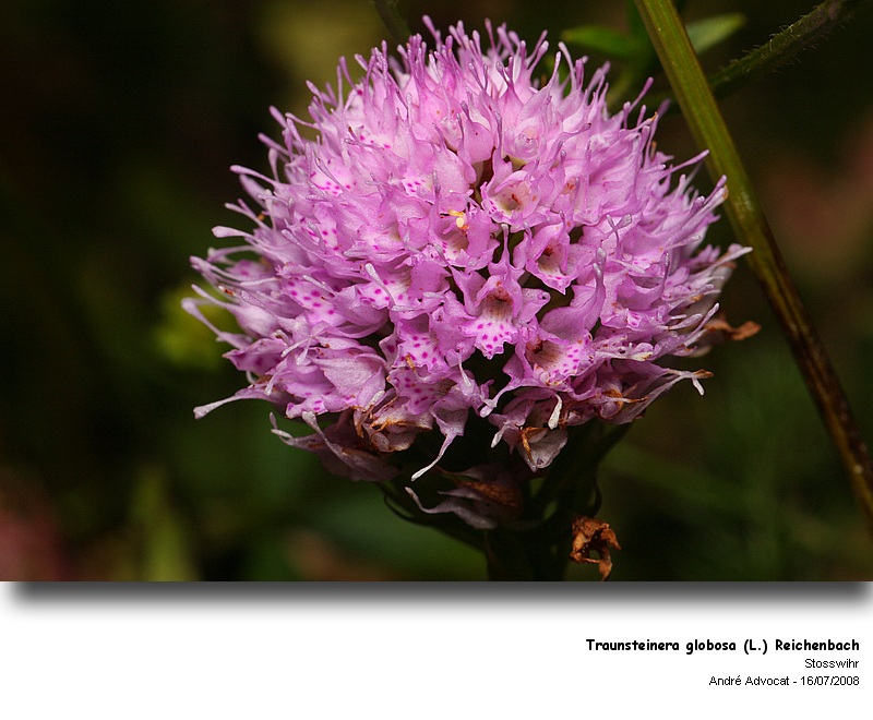 Traunsteinera globosa (L.) Reichenbach  (Orchis globuleux) #4844