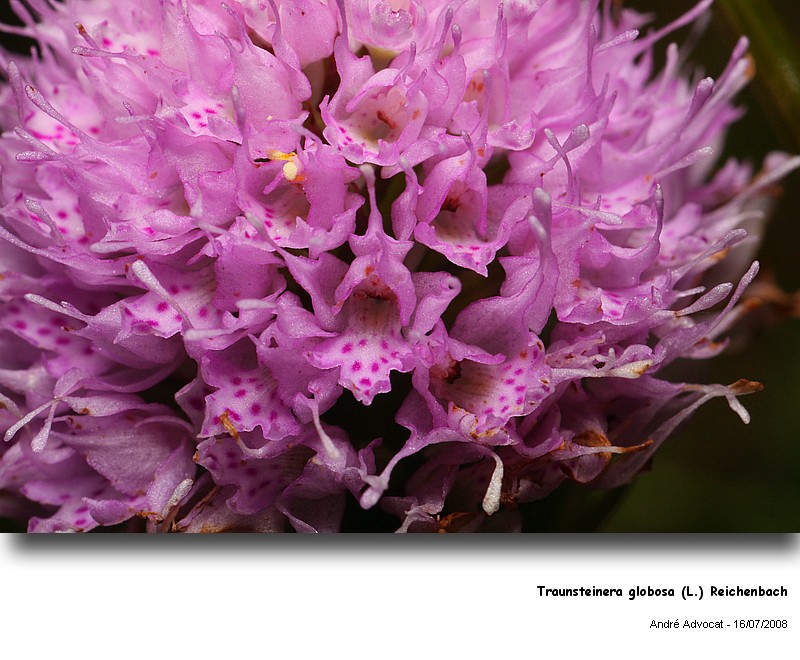 Traunsteinera globosa (L.) Reichenbach  (Orchis globuleux) #4845