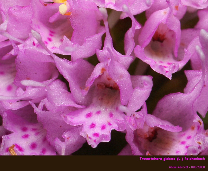 Traunsteinera globosa (L.) Reichenbach  (Orchis globuleux) #4846