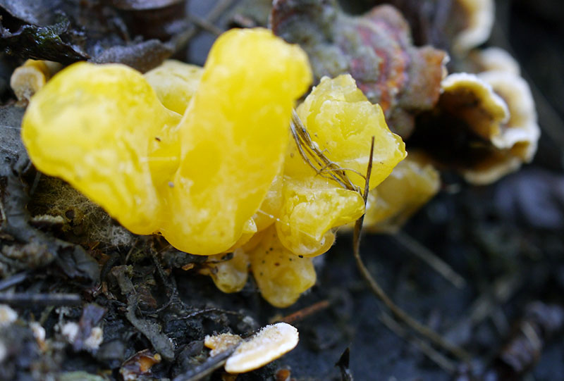 Tremella aurantia #53550