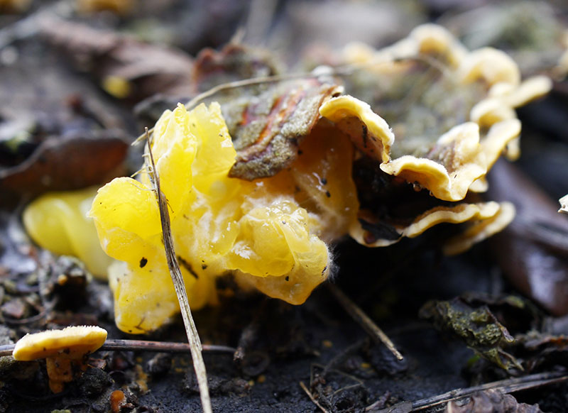 Tremella aurantia #53551