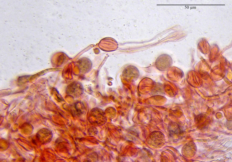Tremella aurantia #53556