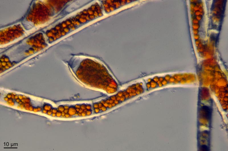 Trentepohlia aurea (L.) Martius #41885