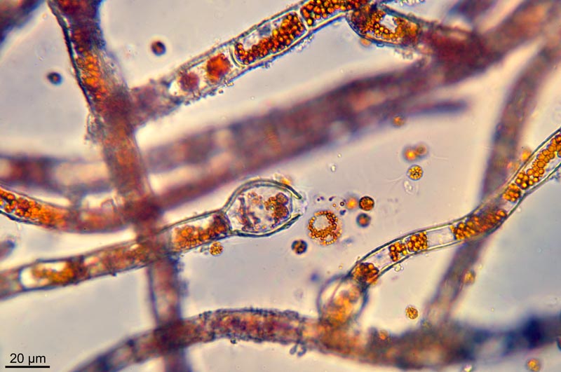 Trentepohlia aurea (L.) Martius #41886