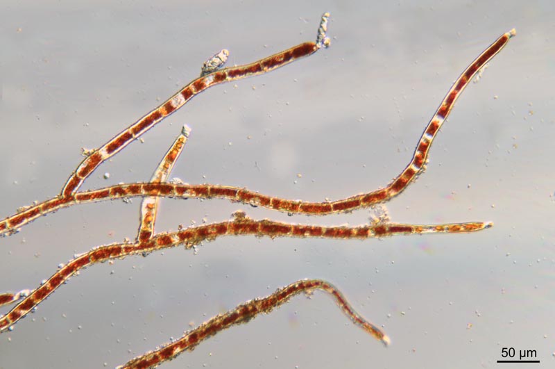Trentepohlia aurea (L.) Martius #41882