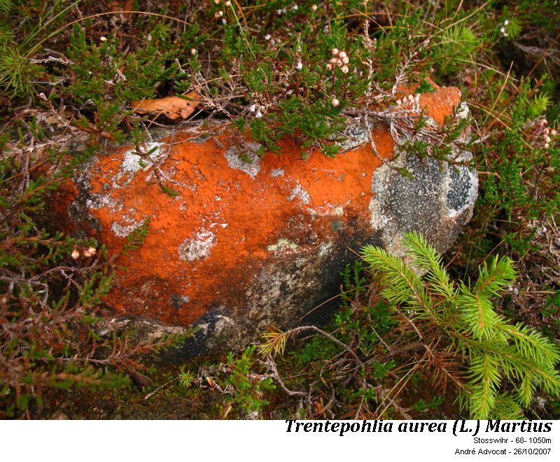 Trentepohlia aurea (L.) Martius #61688