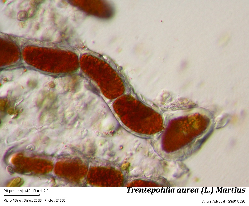 Trentepohlia aurea (L.) Martius #61691