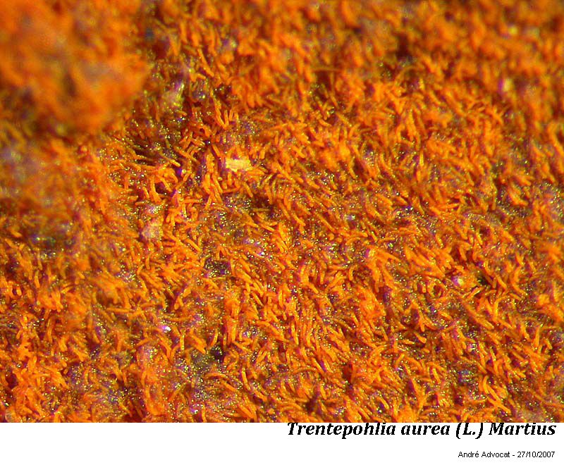 Trentepohlia aurea (L.) Martius #61689