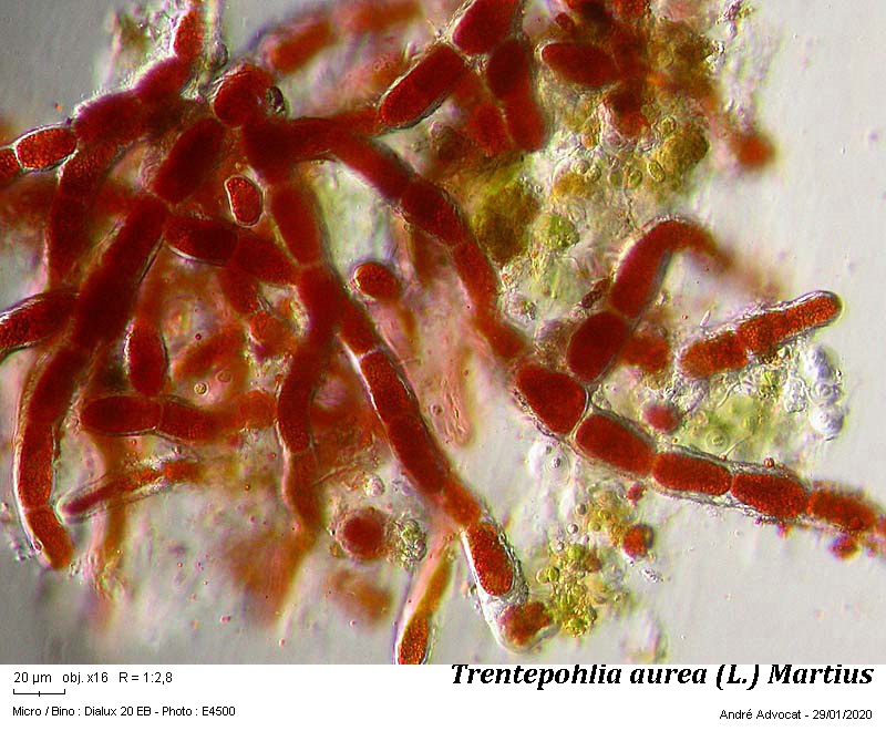 Trentepohlia aurea (L.) Martius #61690