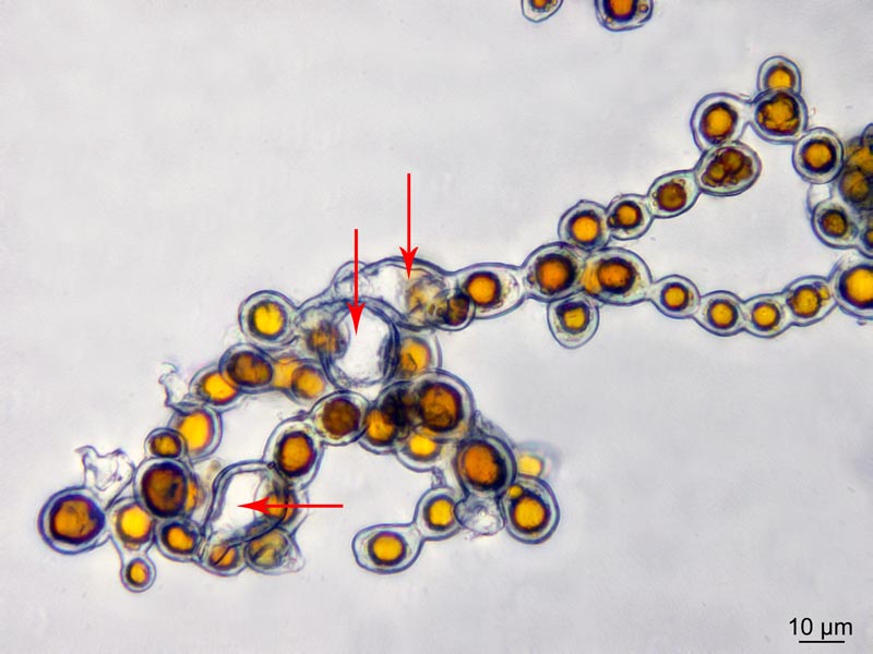 Trentepohlia umbrina (Kütz.) Bornet #50062
