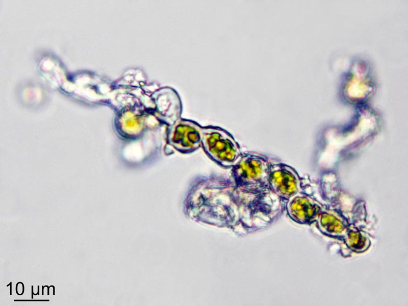 Trentepohlia umbrina (Kütz.) Bornet #50066