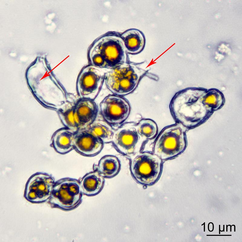 Trentepohlia umbrina (Kütz.) Bornet #50063