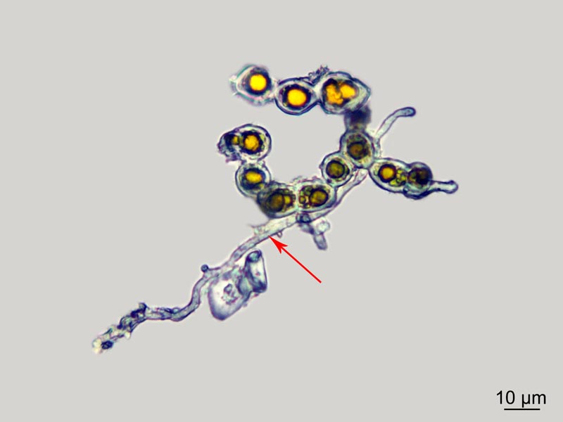 Trentepohlia umbrina (Kütz.) Bornet #50065