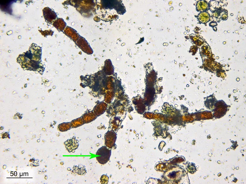 Trentepohlia umbrina (Kütz.) Bornet #49114