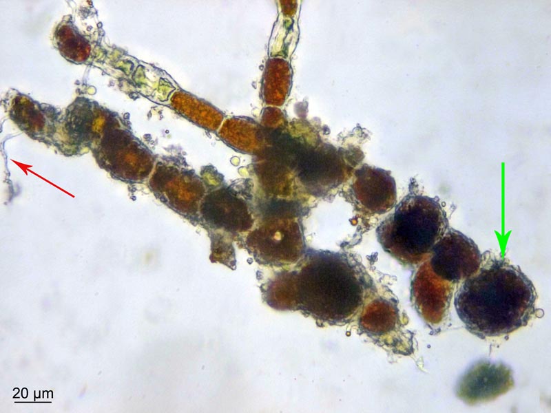 Trentepohlia umbrina (Kütz.) Bornet #49116
