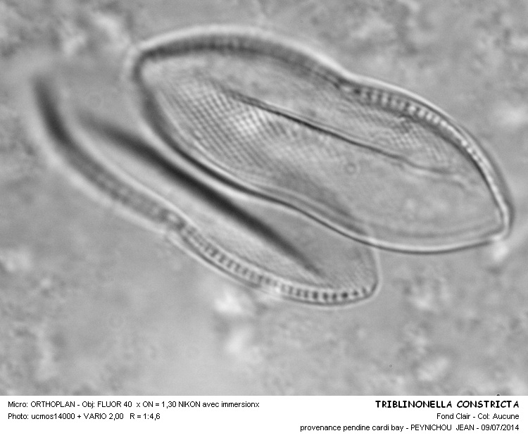 TRIBLIONELLA CONSTRICTA #38171