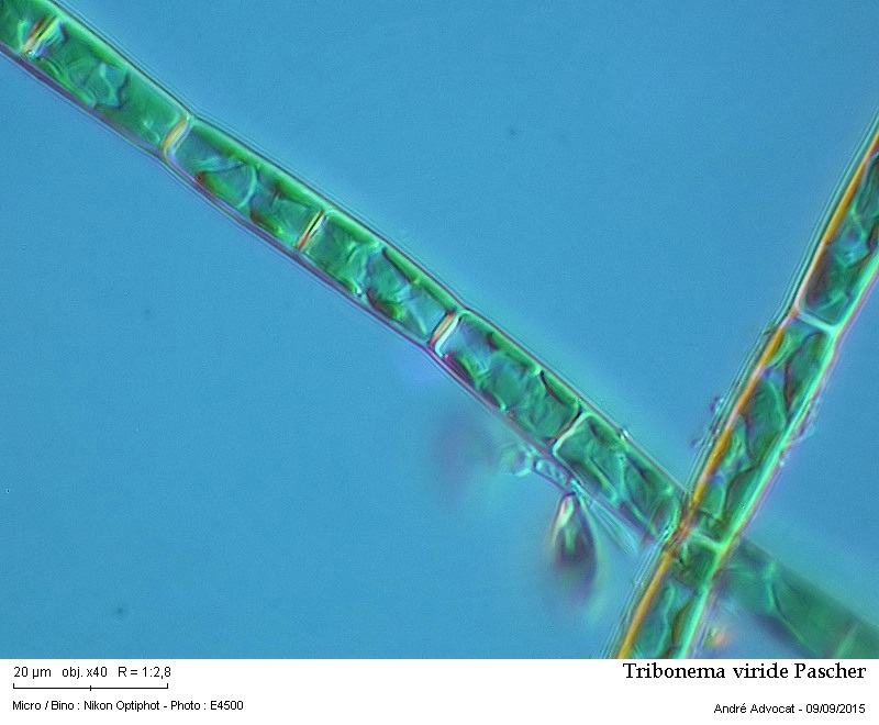 Tribonema viride Pascher #42149