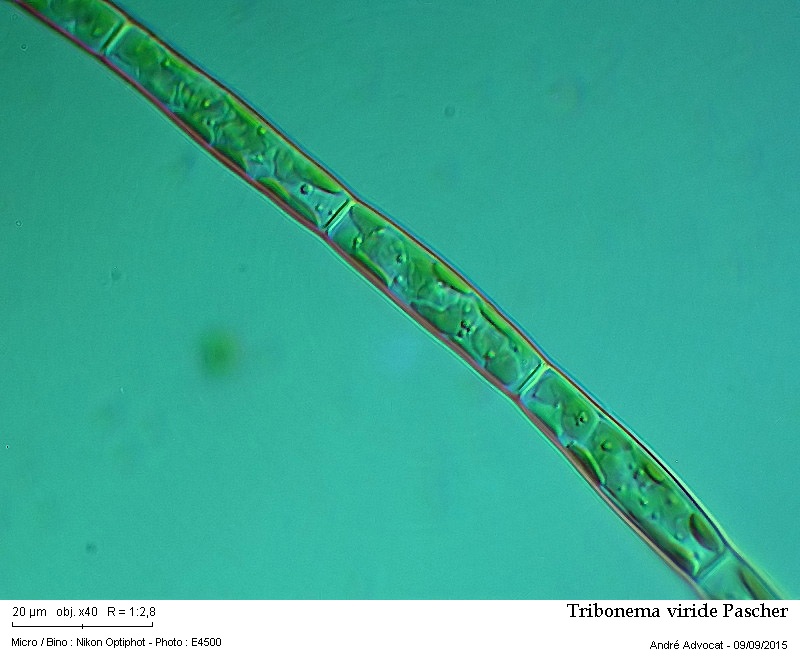 Tribonema viride Pascher #42150