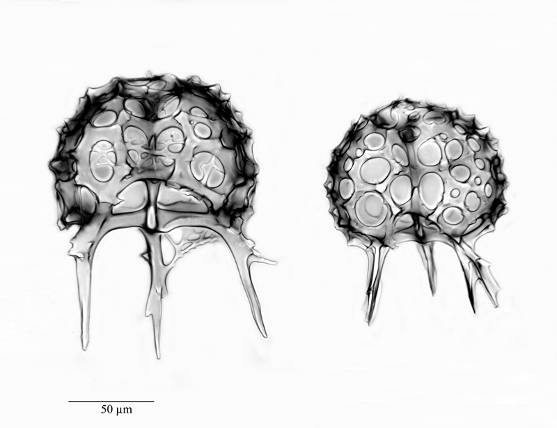 Triceraspyris (?) antarctica Haecker #45179
