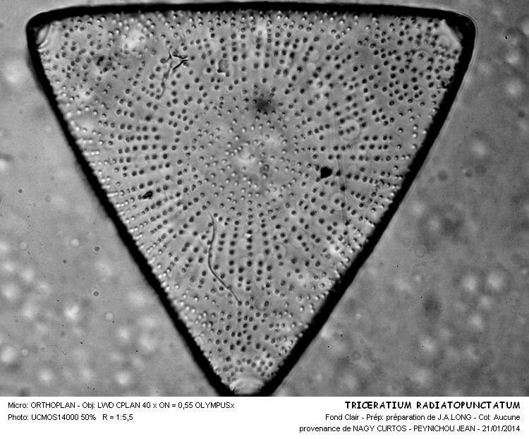 TRICERATIUM  RADIATOPUNCTATUM #35839
