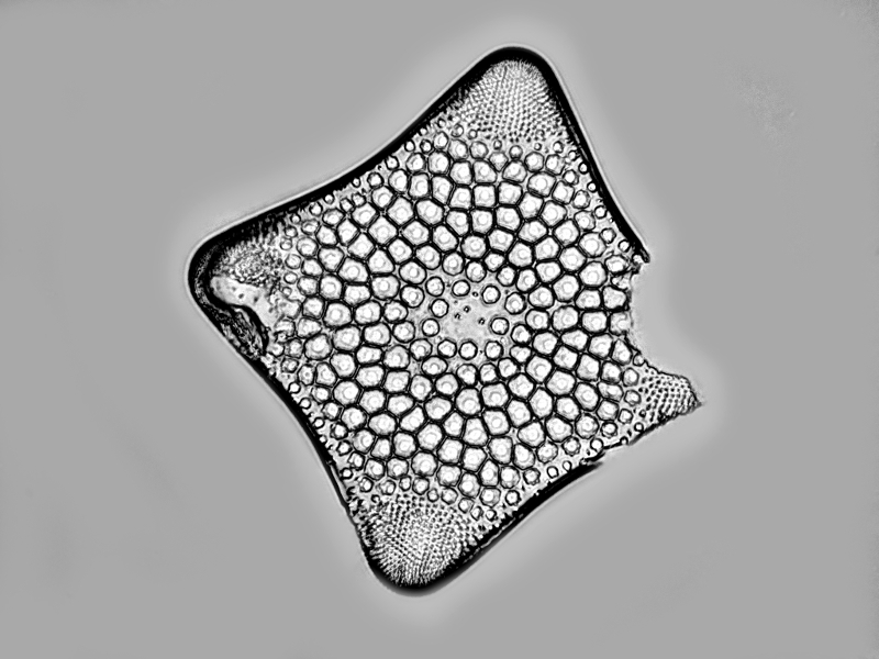 Triceratium  radians f. quadrata  Brun #49909