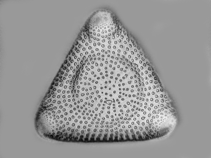 Triceratium  seychellense Grunow #49395