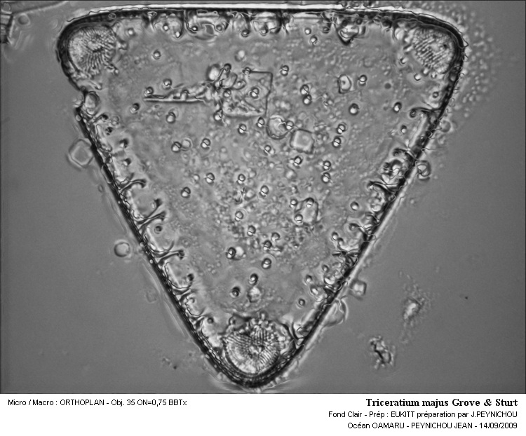Triceratium  majus Grove & Sturt #12473