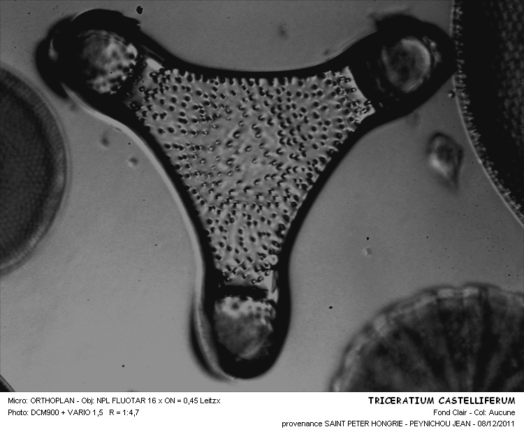 Triceratium  castelliferum Grunow #25107