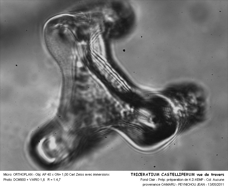 Triceratium  castelliferum Grunow #22285
