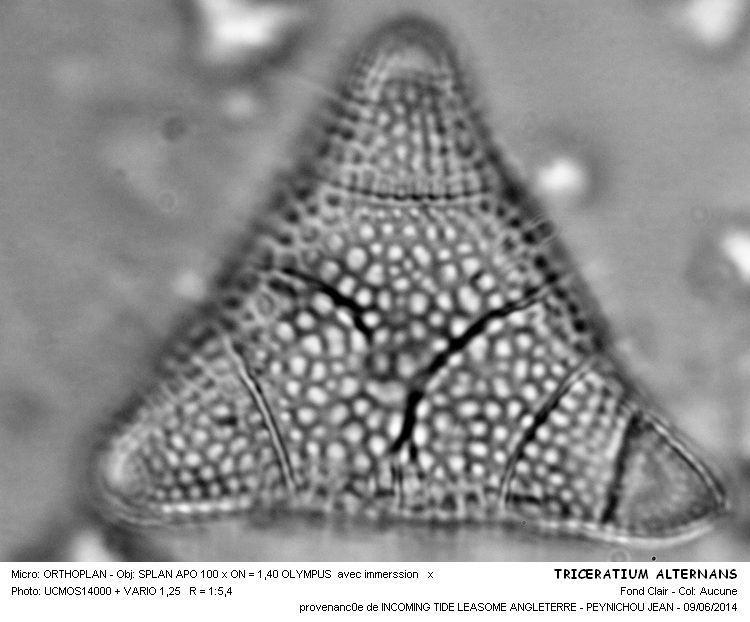 TRICERATIUM ALTERNANS #37810